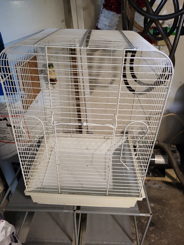 Vision Cage and Young Budgie in Birds for Rehoming in Ottawa - Image 2