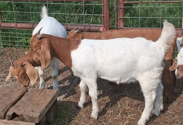 Boer Doeling Goats.  These female goats were born April 7 - 17. in Livestock in Lloydminster - Image 3