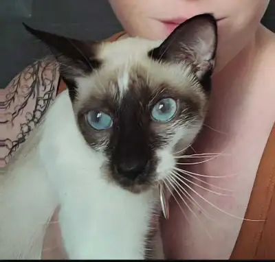 snowshoe siamese, View more