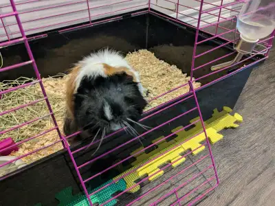 Rehoming a guinea pig, View more