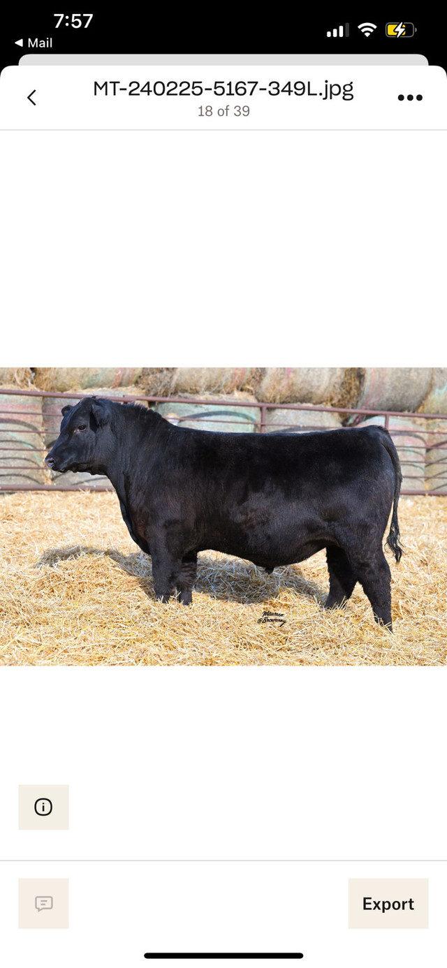 Two Year Old and Yearling Angus Bulls in Livestock in Regina - Image 3
