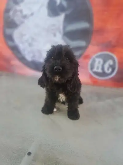 cockapoo male pup, View more