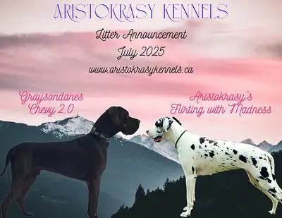 CKC Registered Great Dane Puppies, View more