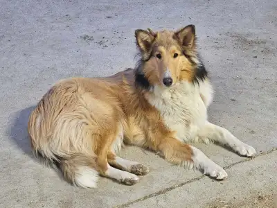 Rough Collie, View more