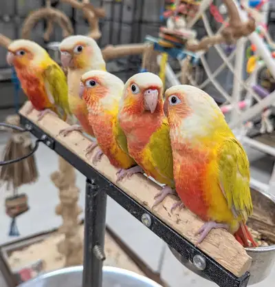 High-Red Sun-Cheeked Conures