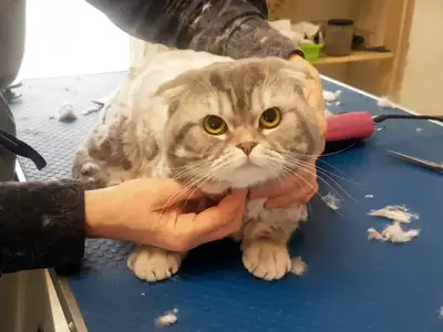 ERIN MILLS PET GROOMING Discover professional pet services in Mississauga with over two decades of e...