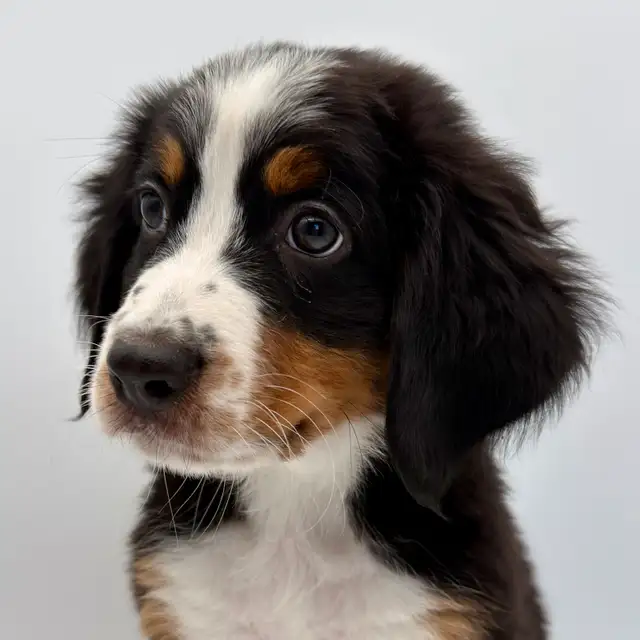 Guardian Homes Wanted - Bernese Mountain Dogs Male & Female! in Dogs & Puppies for Rehoming in Markham / York Region - Image 10