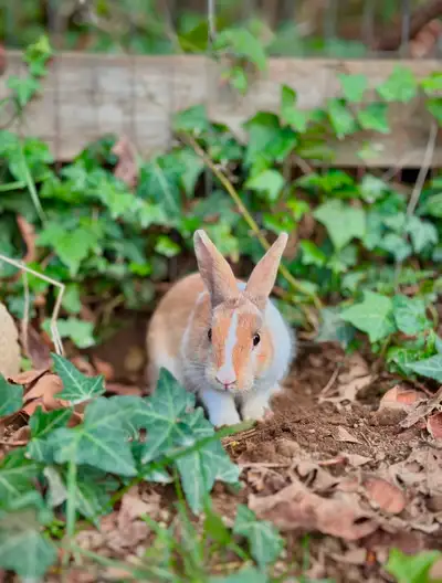 Malaki Bunny, View more