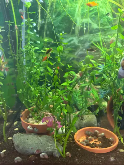 baby platys free, View more