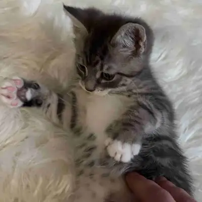 2 beautiful male kittens. Ready now! , View more