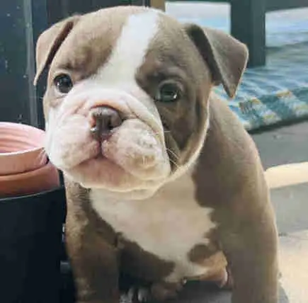 Male Olde English Bulldog in Dogs & Puppies for Rehoming in City of Toronto - Image 3