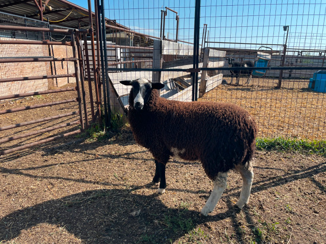 Ewe lambs for sale in Livestock in Red Deer