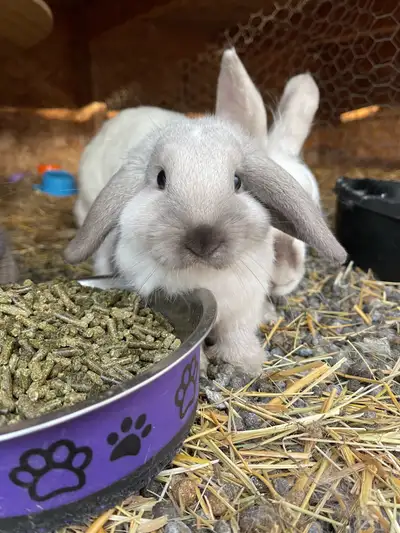 1 left!! Friendly Bunnies!!! Lop/Lionhead cross, View more