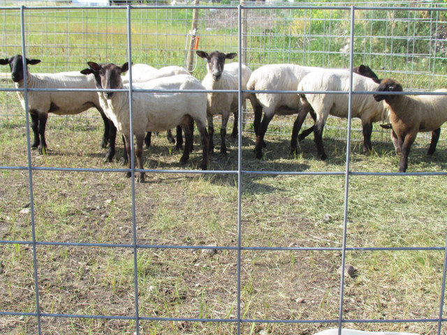 WELDED WIRE MESH PANELS for CATTLE/SHEEP/GOATS/HOGS/CHICKENS ETC in Other in Calgary