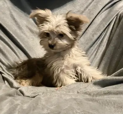 YORKIE PUPPIES, View more