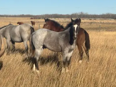 Draft Cross Colts, View more