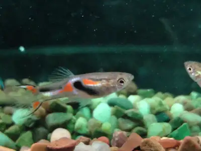 Entire 100+ colony of Black Bar Endler's guppy., View more