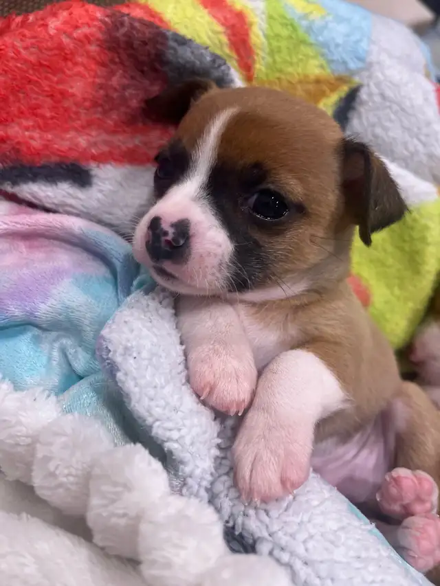 Only 1 left - chihuahua puppy  for sale in Dogs & Puppies for Rehoming in Barrie - Image 3