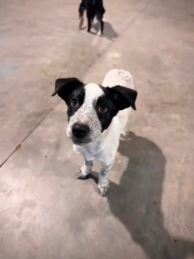 Puppies for Sale!!!! Ready to go!!, View more