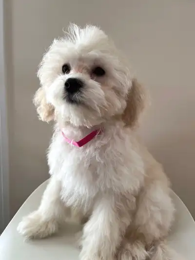 Cockapoo Puppies, View more