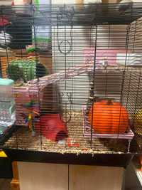 Pet Male Rats for Adoption