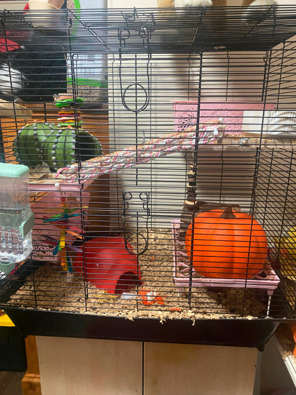 Pet Male Rats for Adoption in Small Animals for Rehoming in Abbotsford