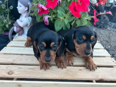 Miniature Dachshunds, View more