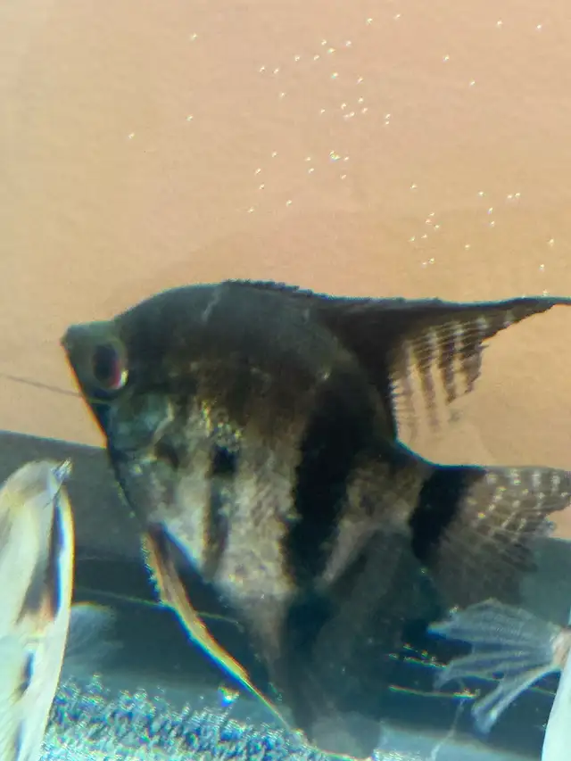 scalaire (ange) in Fish for Rehoming in Laurentides - Image 3