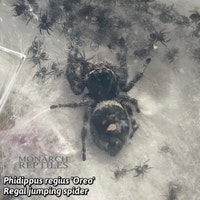 JUMPING SPIDERS  Mississauga / Peel Region Toronto (GTA) Preview