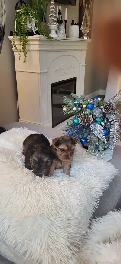 yorkie ( blue merles ) CHRISTMAS READY, View more