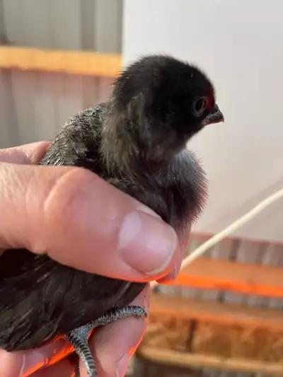 Ayam cemani chicks , View more