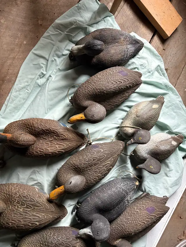 Duck Decoys in Fishing, Camping & Outdoors in Hamilton - Image 5
