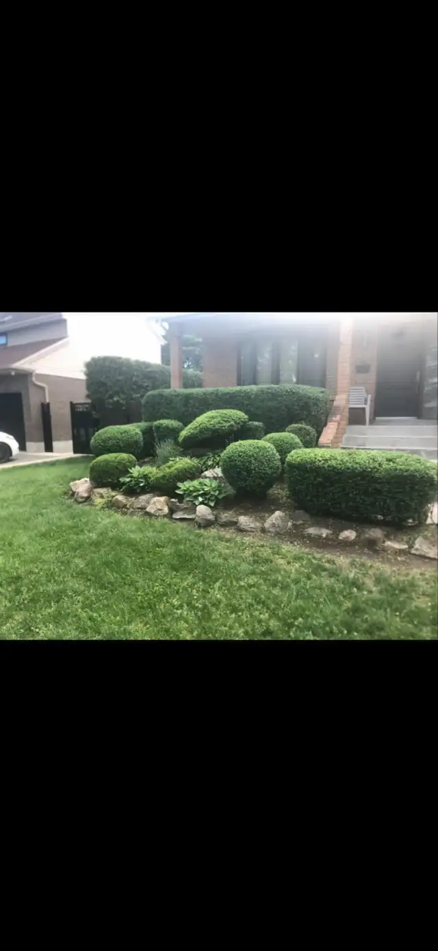 Hedge Size62863220294017123