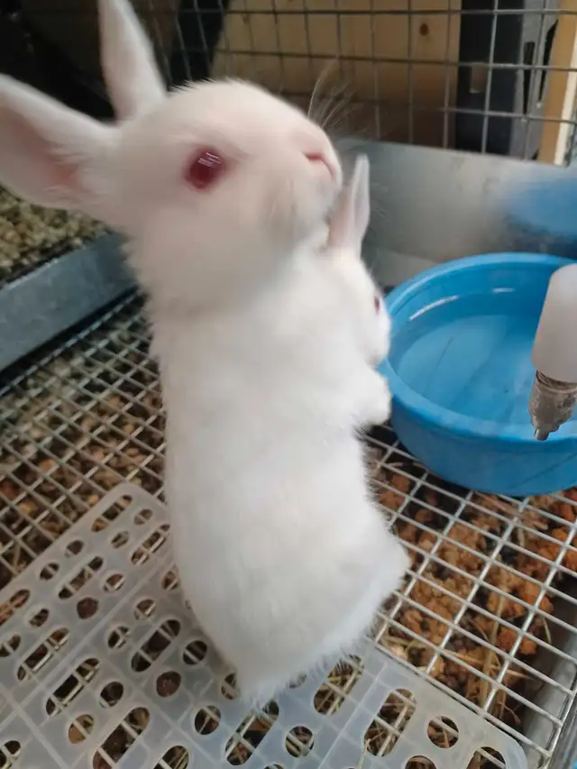 Florida whites bunnies (meat rabbits) in Small Animals for Rehoming in City of Toronto - Image 3