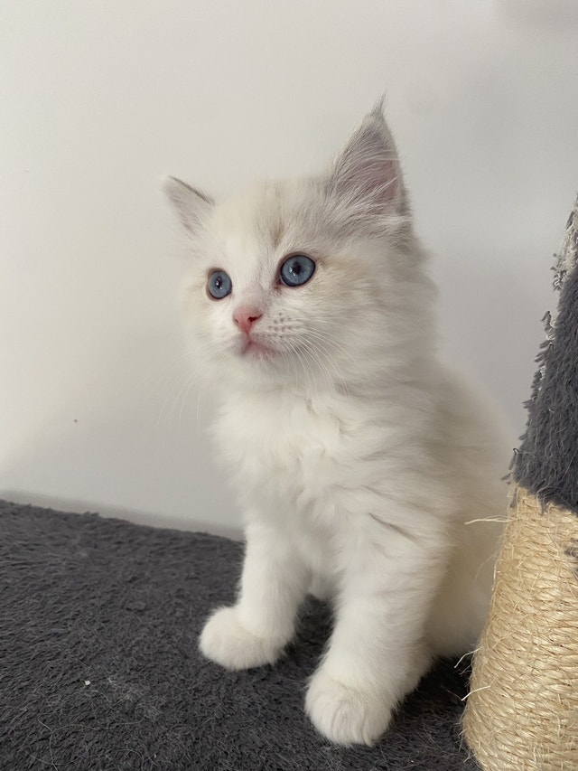 Purebred blue lynx bicolour Ragdoll kitten to rehome | Cats & Kittens