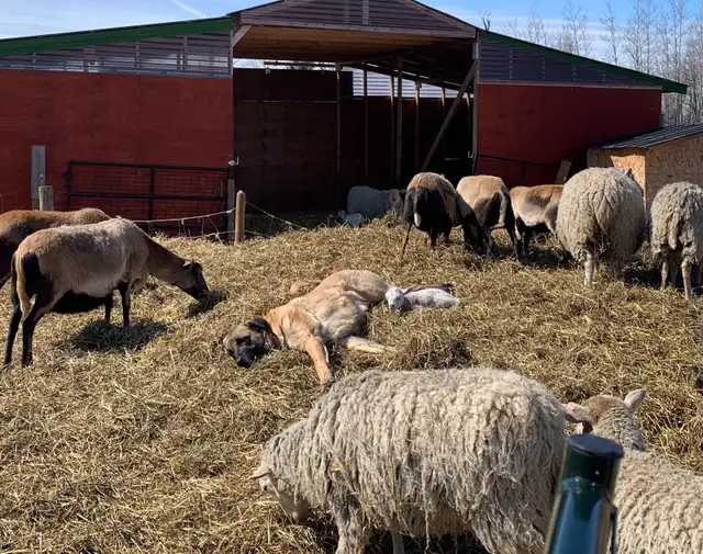 Anatolian Shepherd’s in Dogs & Puppies for Rehoming in Strathcona County - Image 10