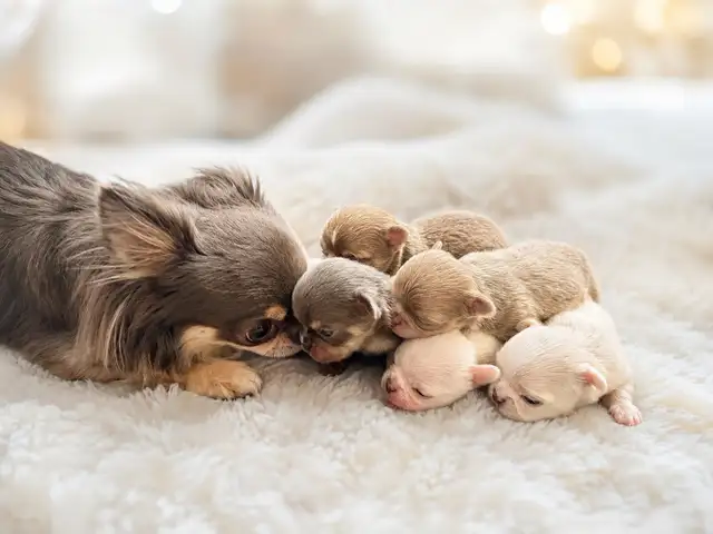 (3 LEFT) CKC MICRO & TINY STUNNING CHIHUAHUAS LH