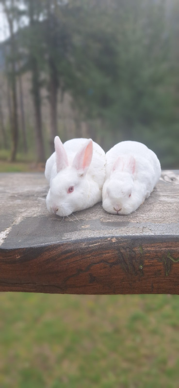 Mini Rex Rabbits in Small Animals for Rehoming in Chilliwack - Image 3