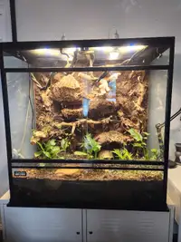 Large live planted terrarium with 2 crested geckos 