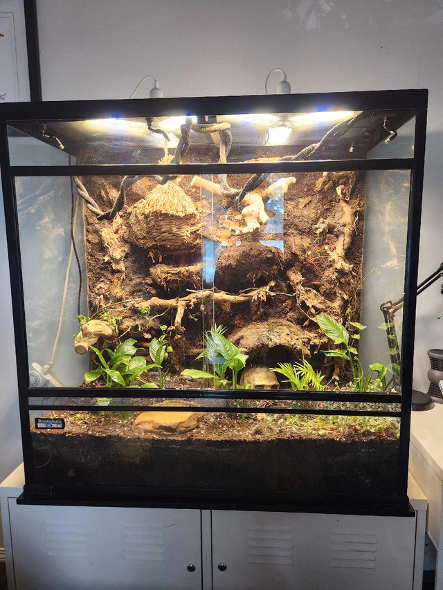 Large live planted terrarium with 2 crested geckos  in Other Pets for Rehoming in Calgary