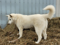 Berger blanc ; chiot de six mois, à moitié prix.