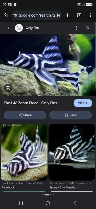 l46 zebra goupe f1 adult reproducteur., View more