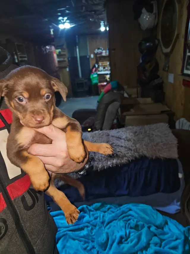 Puppies for Sale in Dogs & Puppies for Rehoming in Muskoka - Image 6