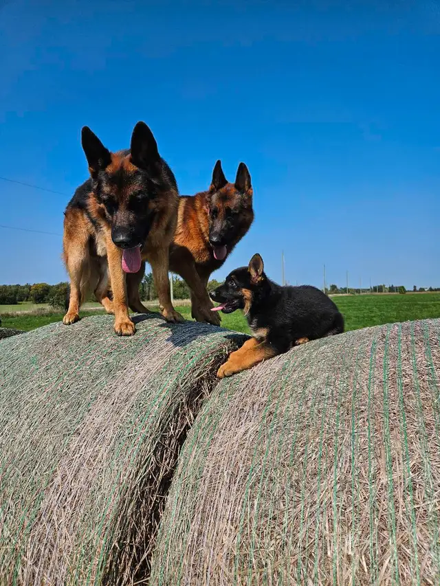 German Shepherds pups in Dogs & Puppies for Rehoming in Stratford - Image 4