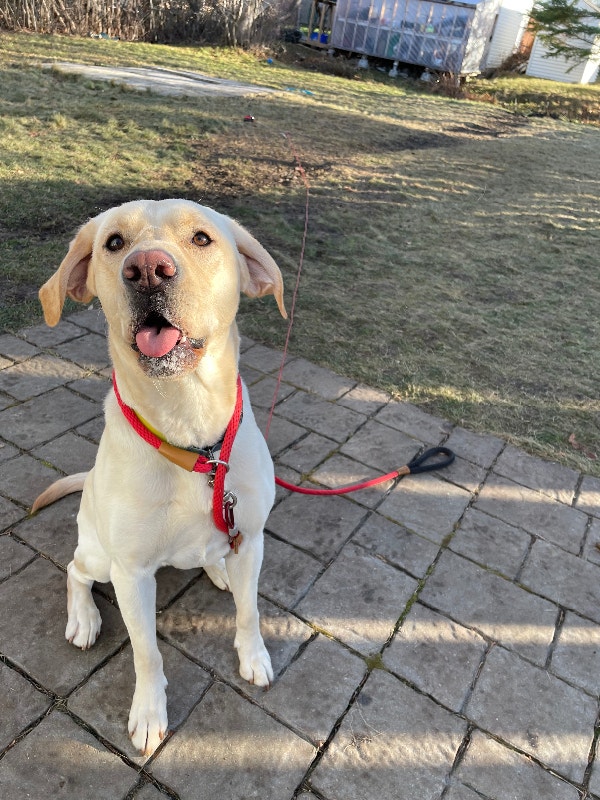 Yellow Labrador puppy for rehoming Dogs & Puppies for Rehoming