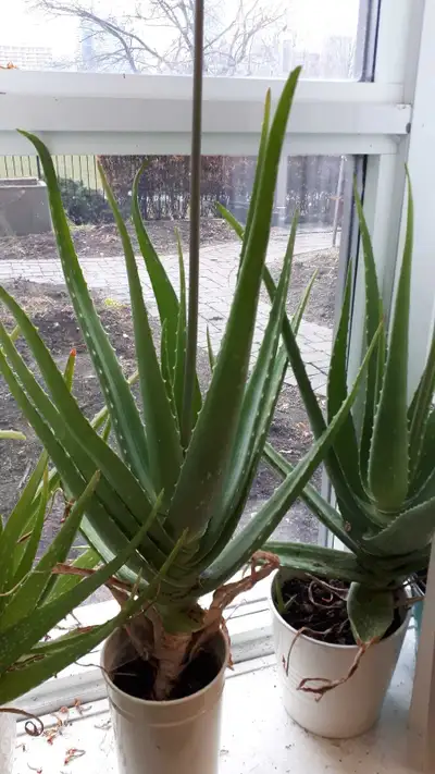Aloe Plant 2 feet tall , View more