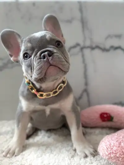 French Bulldog Puppies Registered, View more