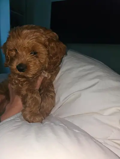 Puppy for rehoming, View more
