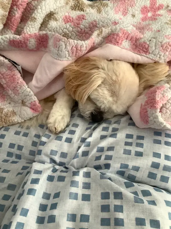 SMALL/MED PET DOG SITTER $35 day/night in Animal & Pet Services in Saint John - Image 8