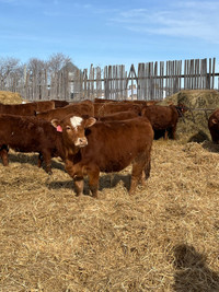 Open yearling heifers for sale